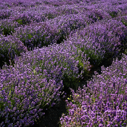 Certified Organic Lavender Bulgarian Essential Oil