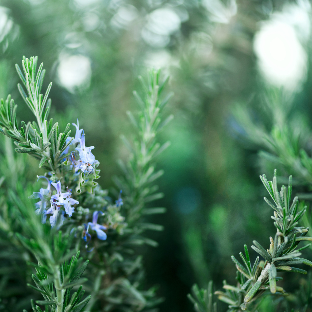 Certified Organic Rosemary Essential Oil