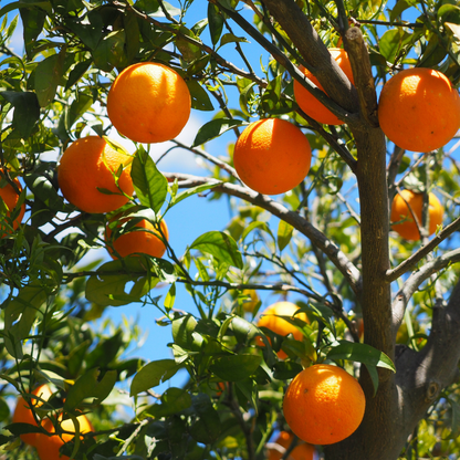 Certified Organic Sweet Orange Essential Oil