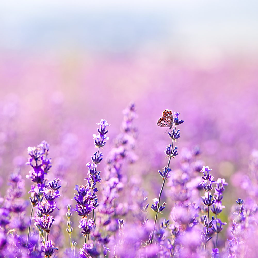 Lavender 40/42 Essential Oil