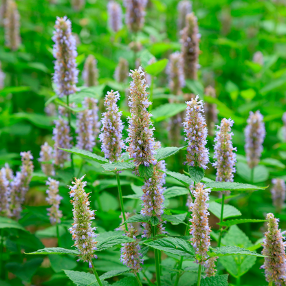 Patchouli Dark Essential Oil