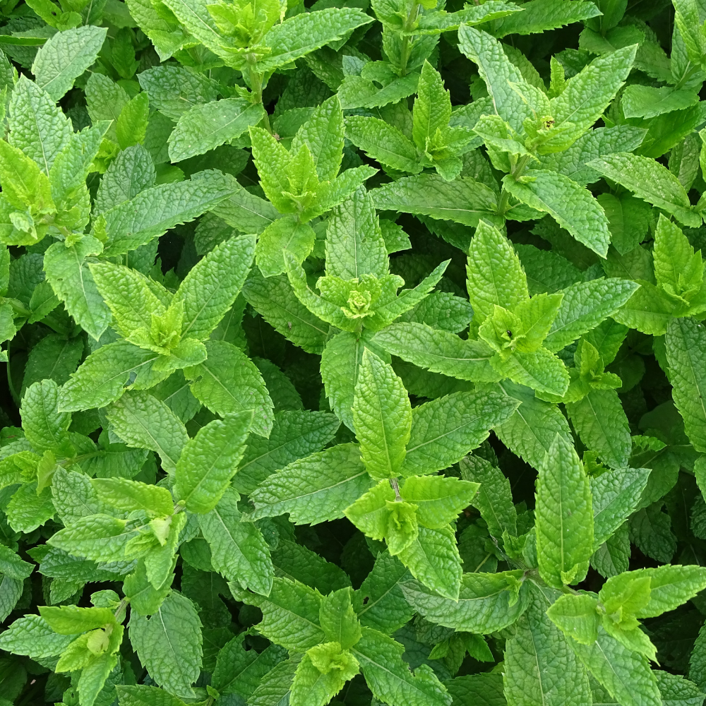 Oregon Peppermint Essential Oil