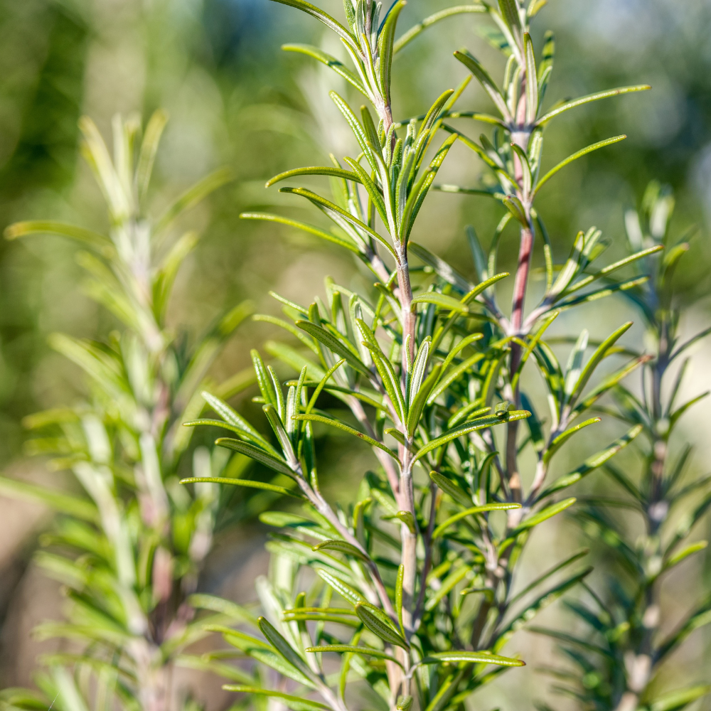 Rosemary Moroccan Essential Oil