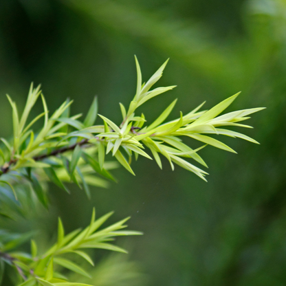 Tea Tree Australia Essential Oil