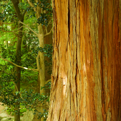 Cedarwood Virginia Essential Oil