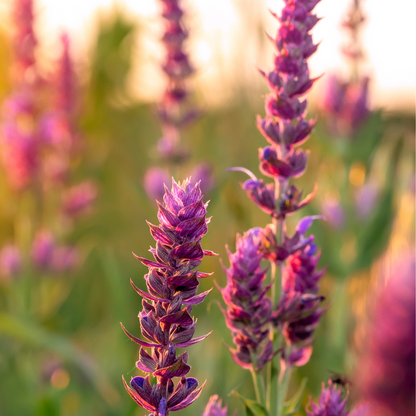 Clary Sage Essential Oil